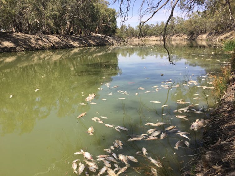 It's time to restore public trust in the governing of the Murray Darling Basin