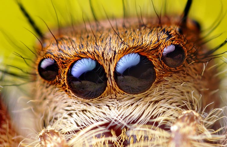 why do spiders have hairy legs?