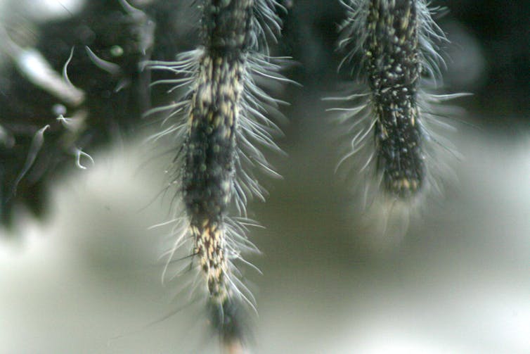 why do spiders have hairy legs?