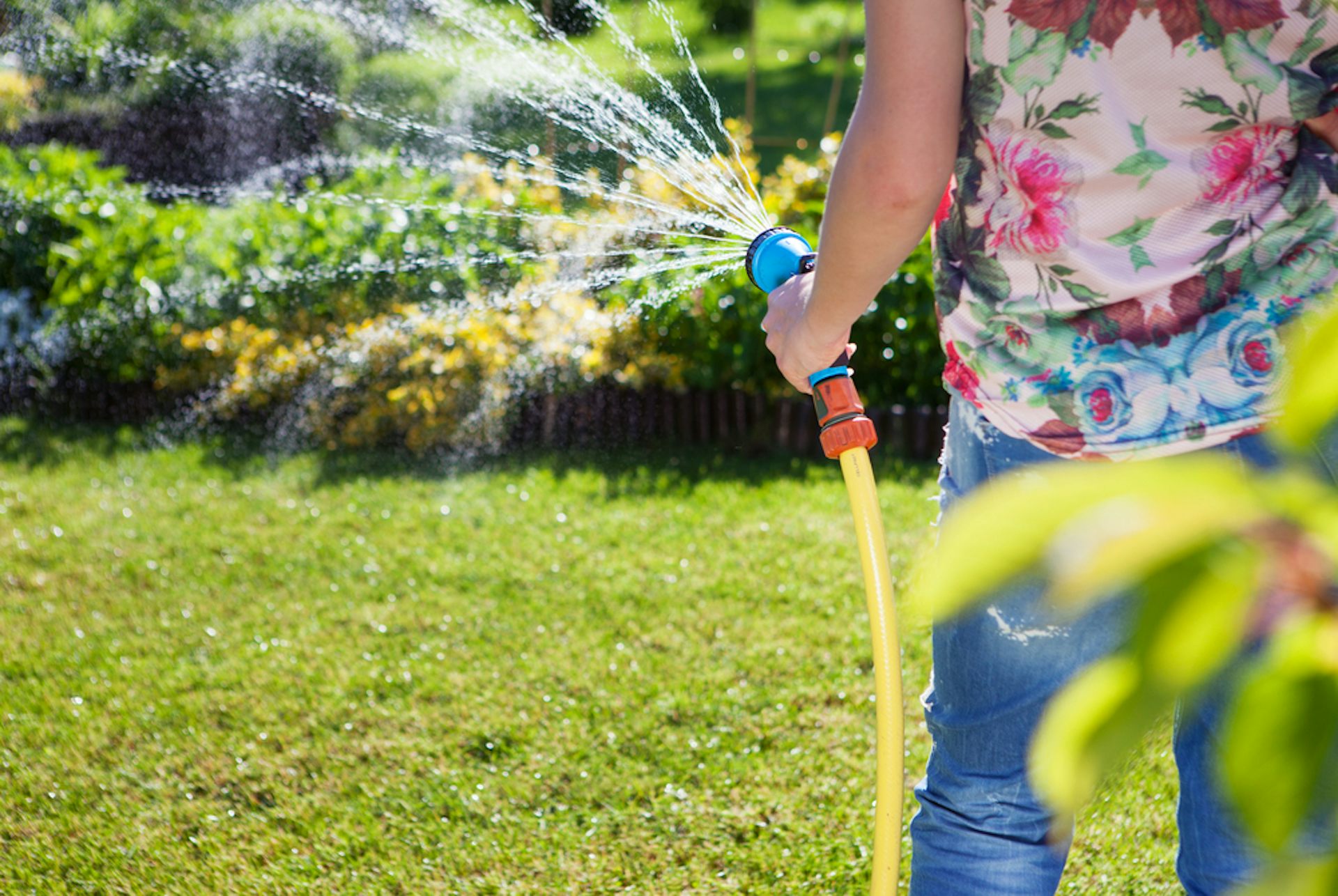 rain better than tap water for plants 