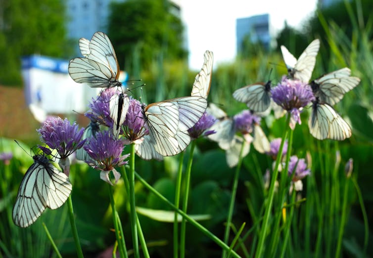 Butterflies and flowers