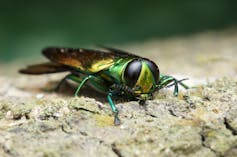 Can genetic engineering save disappearing forests?