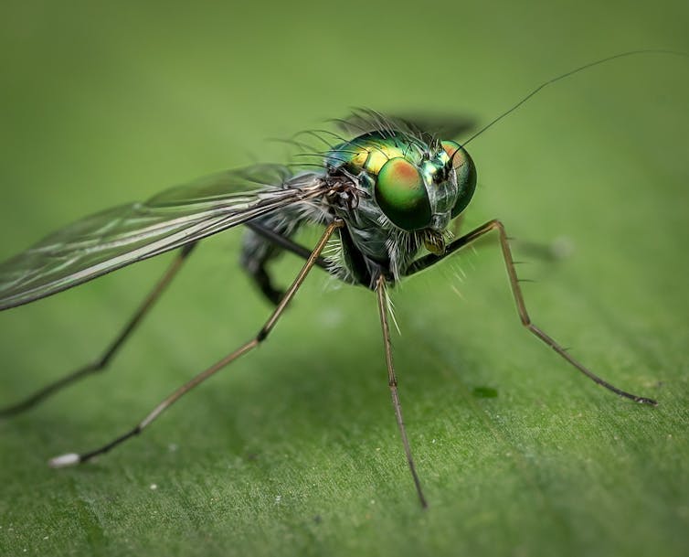 Climate change is killing off Earth’s little creatures