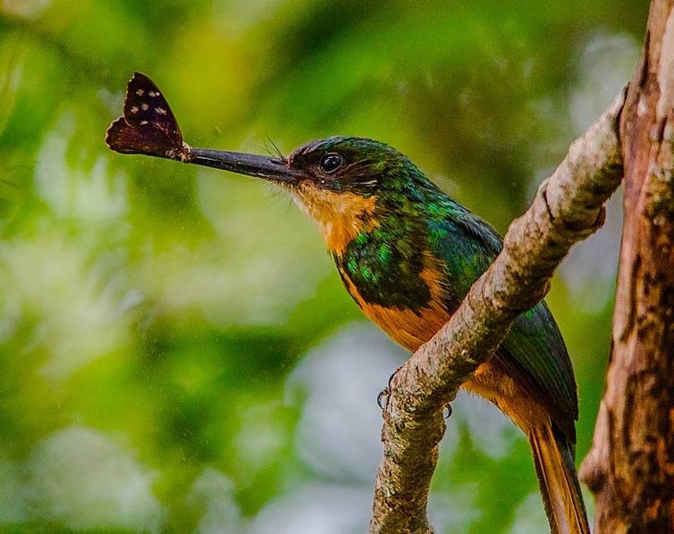 Climate change is killing off Earth’s little creatures