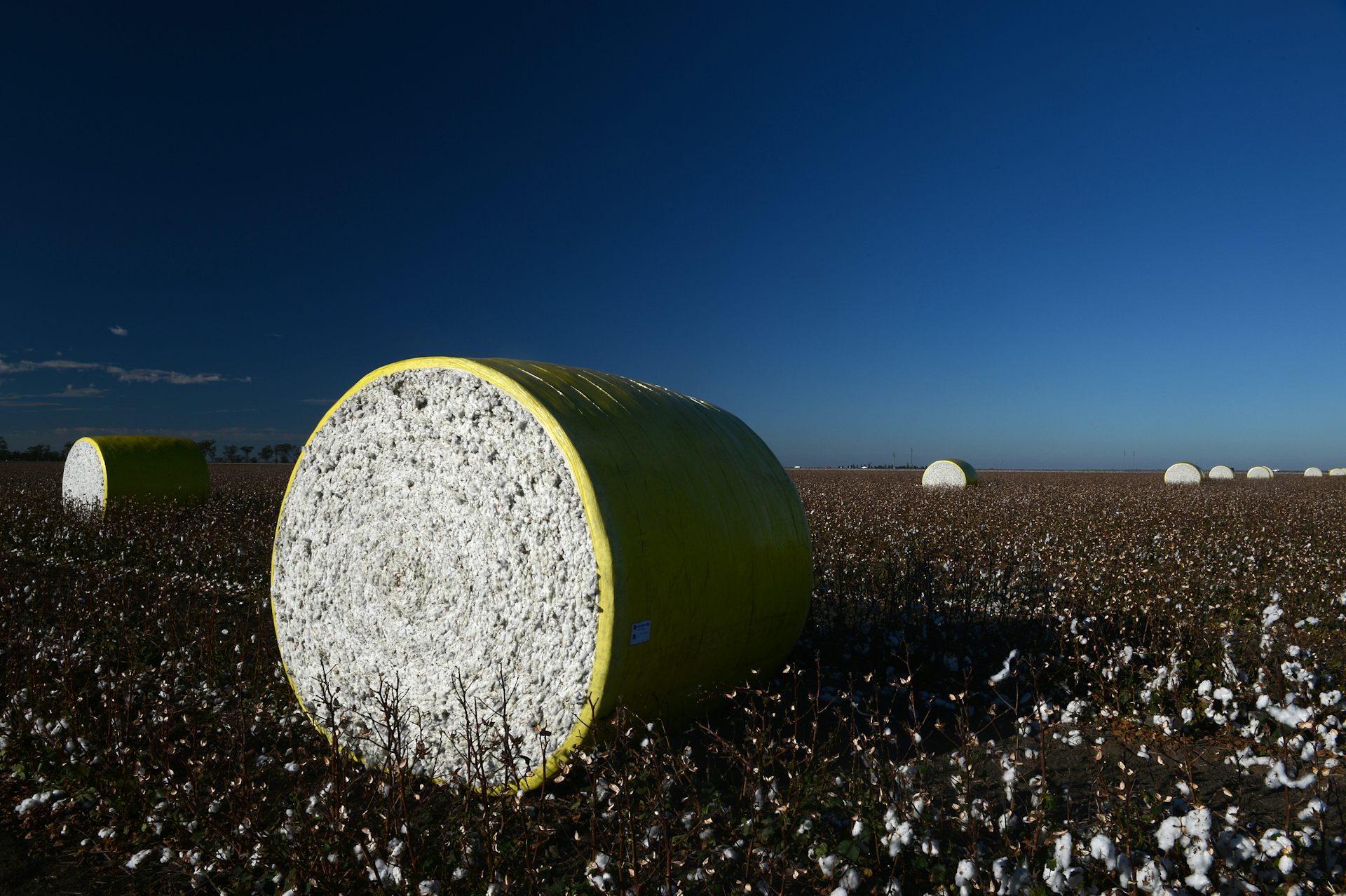 Cotton and rice have an important place in the Murray Darling Basin