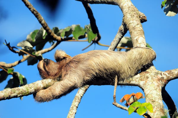 Sloth lying in tree