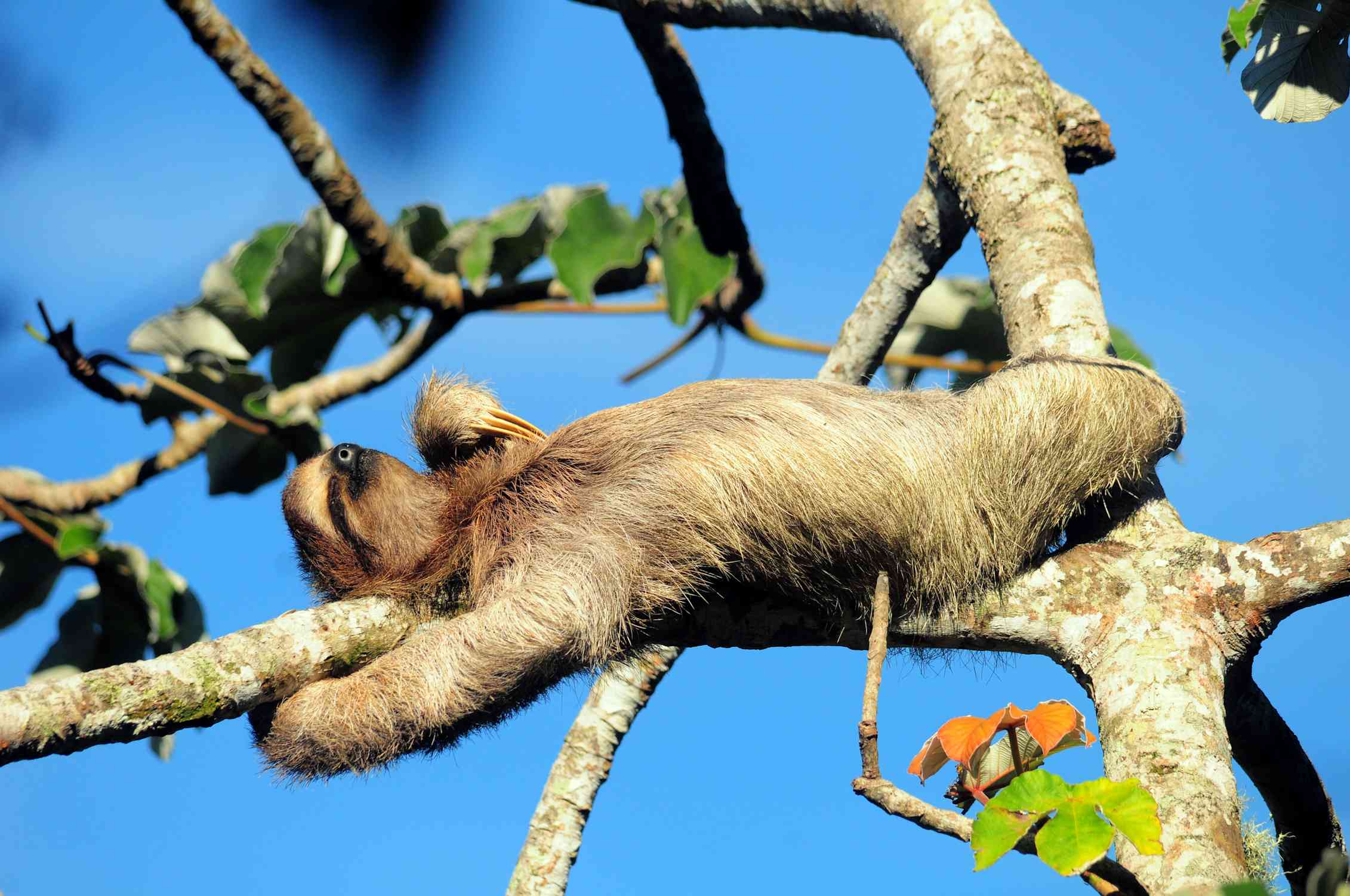 Sloths Are Far More Adaptable Than We Realised