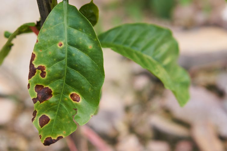Coffee: 60% of wild species are at risk of extinction due to climate change