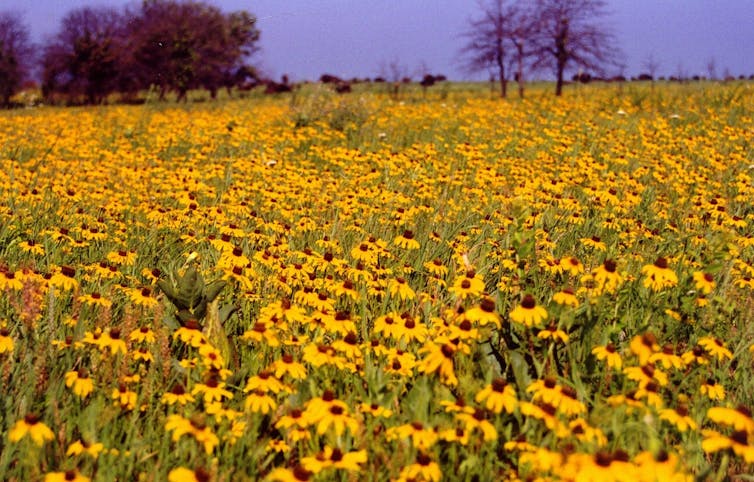 Bison are back, and that benefits many other species on the Great Plains