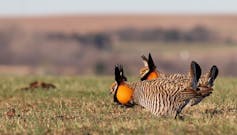 Bison are back, and that benefits many other species on the Great Plains