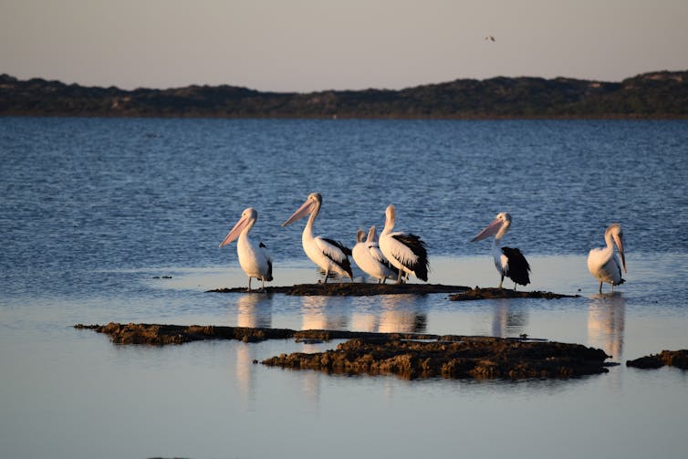 In the land of Storm Boy, the cultural heritage of the Coorong is under threat