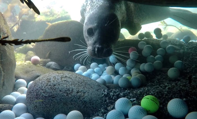 A teen scientist helped me discover tons of golf balls polluting the ocean
