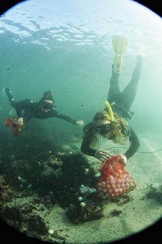 A teen scientist helped me discover tons of golf balls polluting the ocean