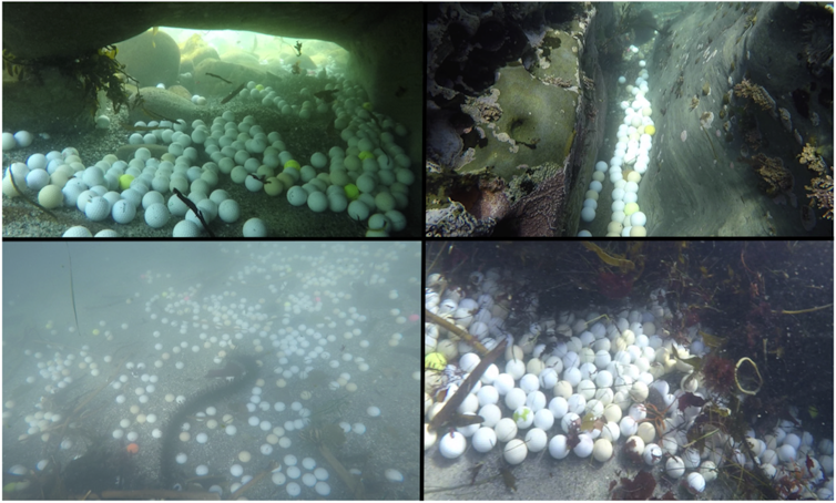 A teen scientist helped me discover tons of golf balls polluting the ocean