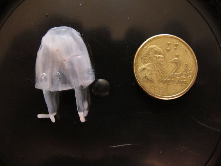 Why we don't know if Irukandji jellyfish are moving south