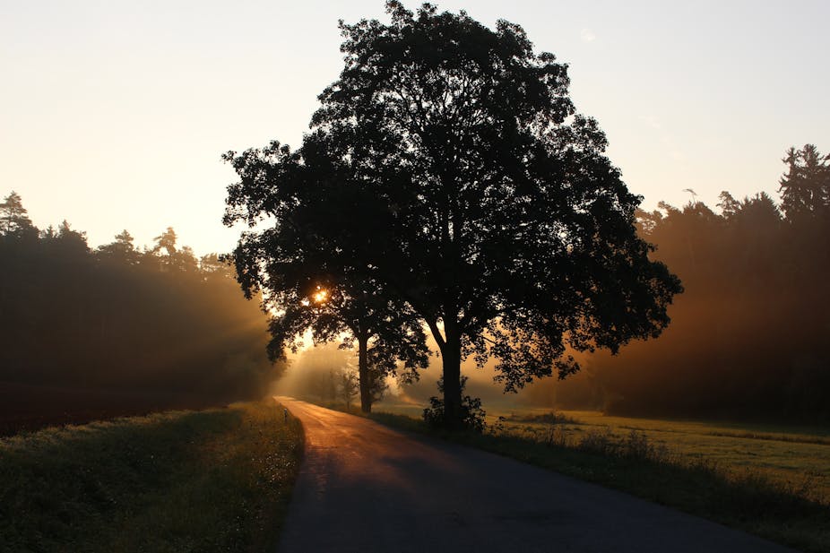Photo d arbre Photo d arbre