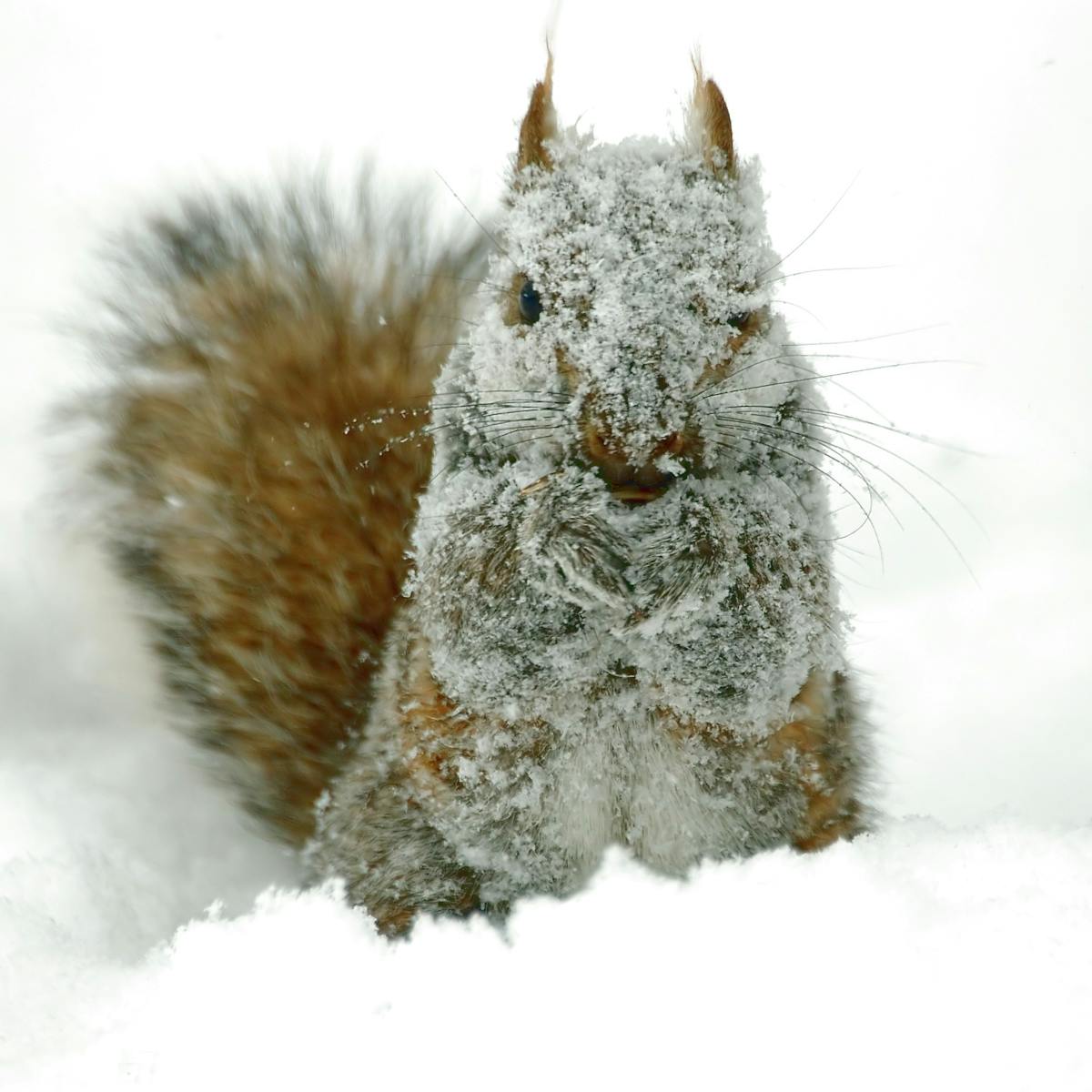 Is winter miserable for wildlife?