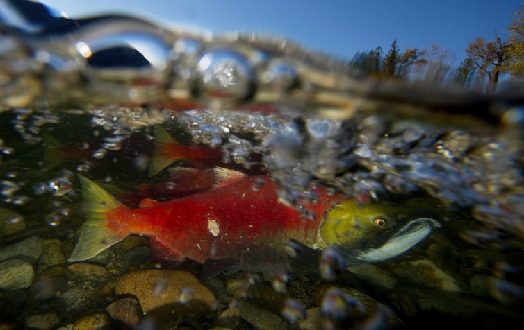 Freshwater wildlife face an uncertain future