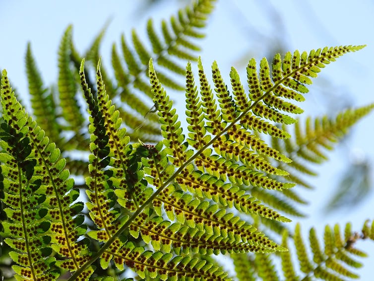 Curious Kids where did the first seed come from?