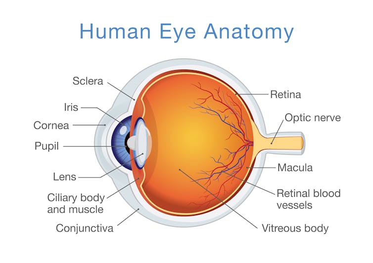 Hundreds of genes linked to blindness could lead to new therapies