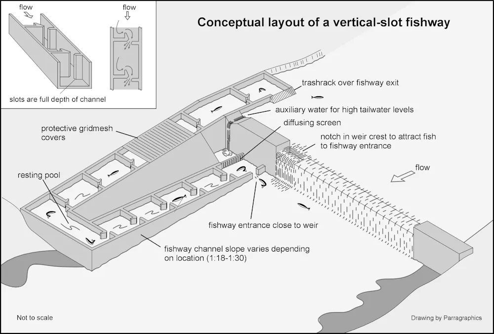 Fish Scale Ramp Plan A good plan to help Darling River fish recover exists, so let’s get on ...
