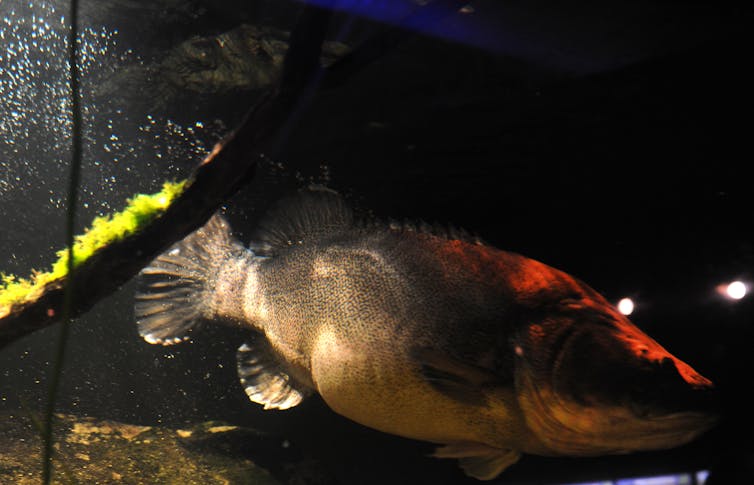 A good plan to help Darling River fish recover exists, so let's get on with it