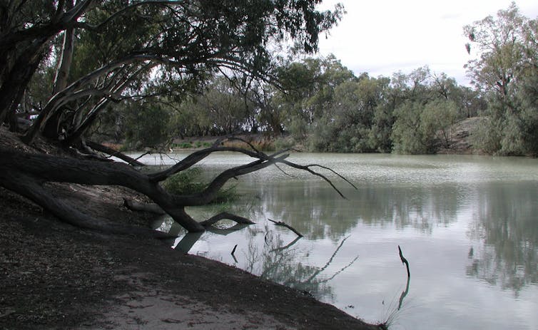 A good plan to help Darling River fish recover exists, so let's get on with it