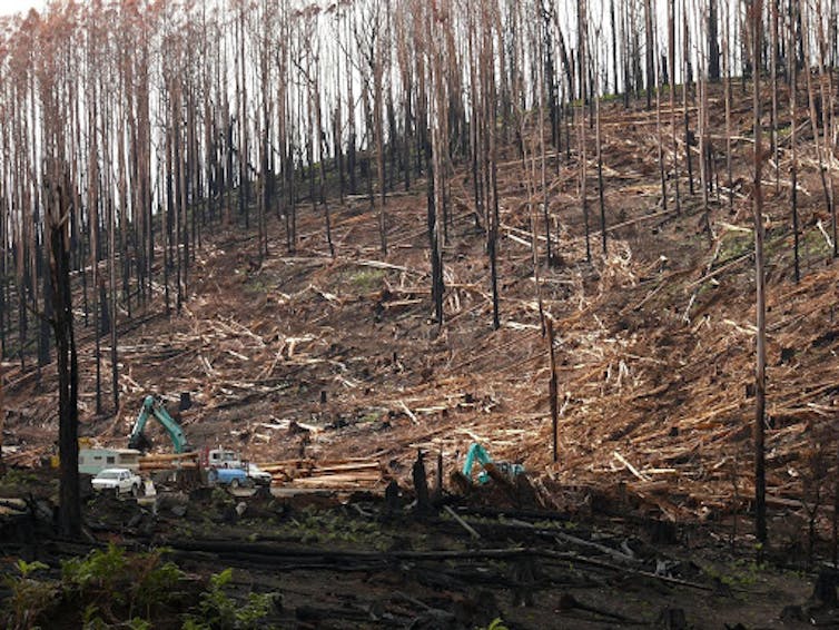 Forest soil needs decades or centuries to recover from fires and logging