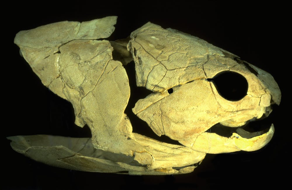 From bone to brawn: ancient fish show off their muscles