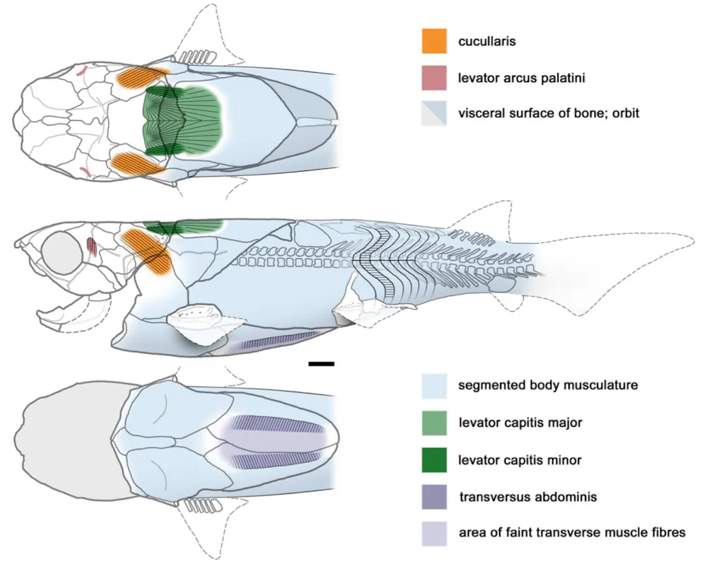 From bone to brawn: ancient fish show off their muscles