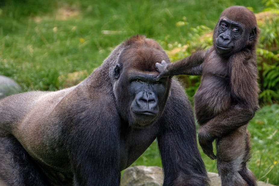 Makin banyak gorila  jantan merawat anaknya makin banyak 