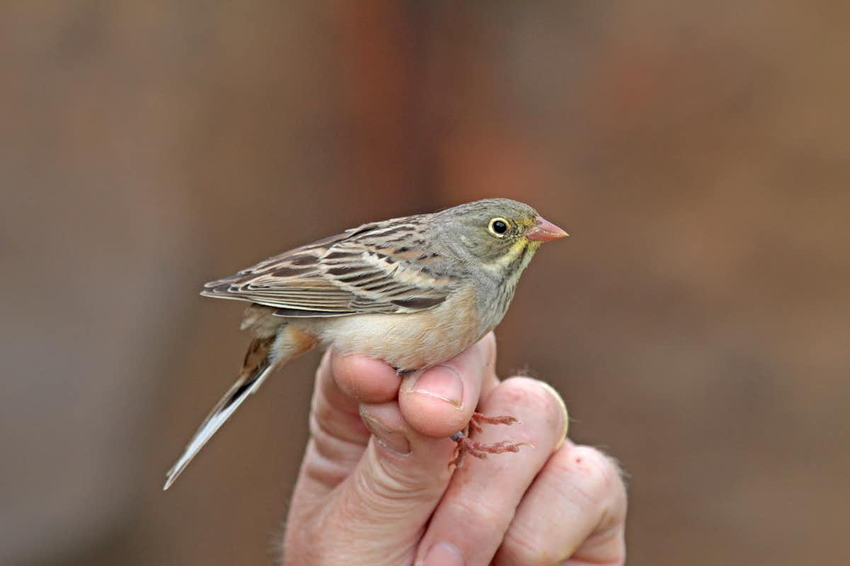 Endangered British birds to be killed under permits – here's how that