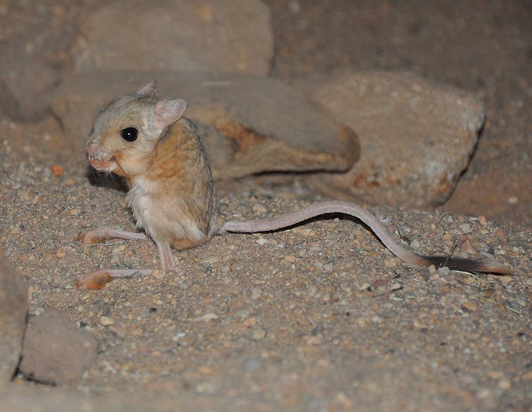 Gene drive technology makes mouse offspring inherit specific traits from parents