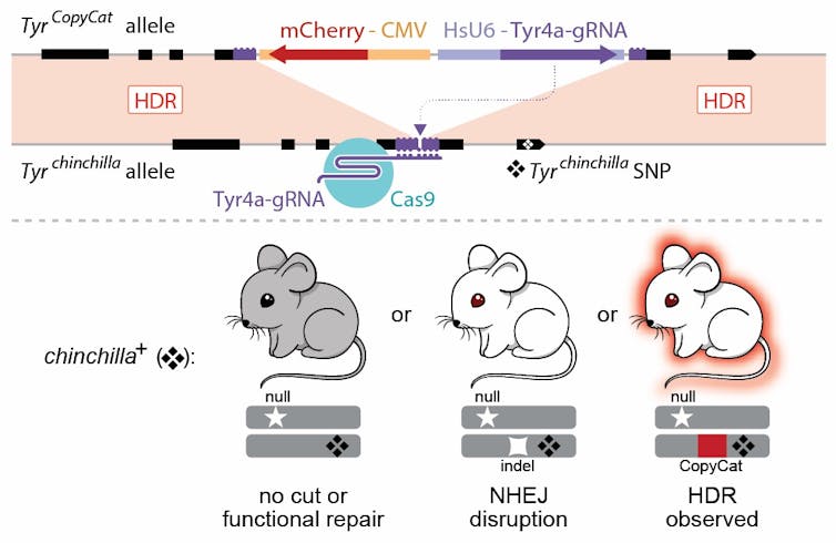 Gene drive technology makes mouse offspring inherit specific traits from parents