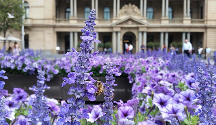 Our 'bee-eye camera' helps us support bees, grow food and protect the environment