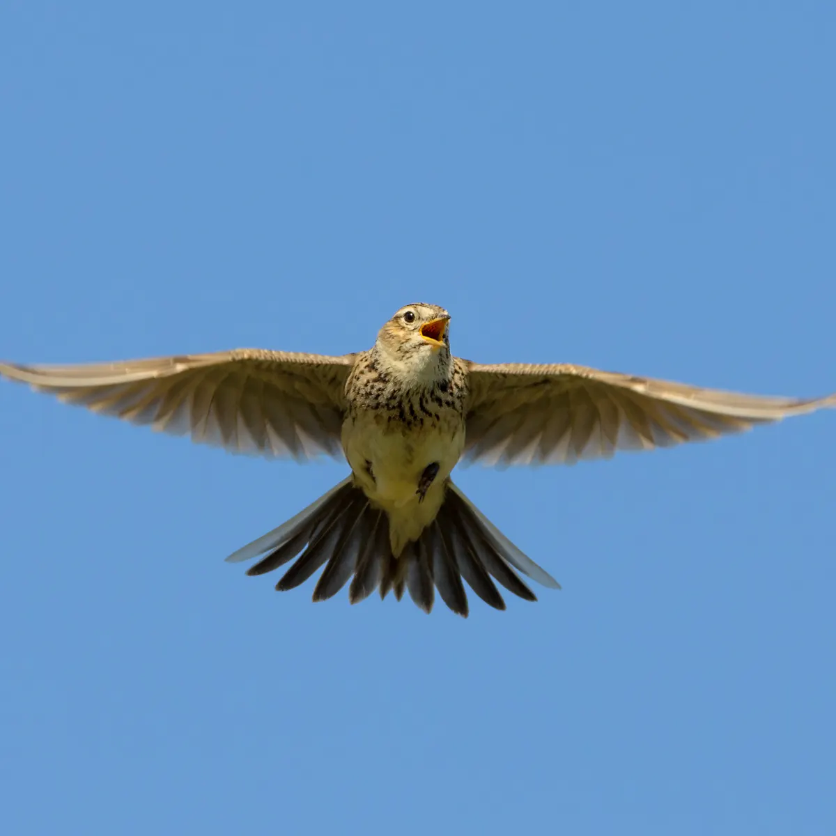 Endangered British birds to be killed under permits – here's how that could fuel an illegal pan-European trade Endangered British birds to be killed under permits – here's how that could fuel an illegal pan-European trade