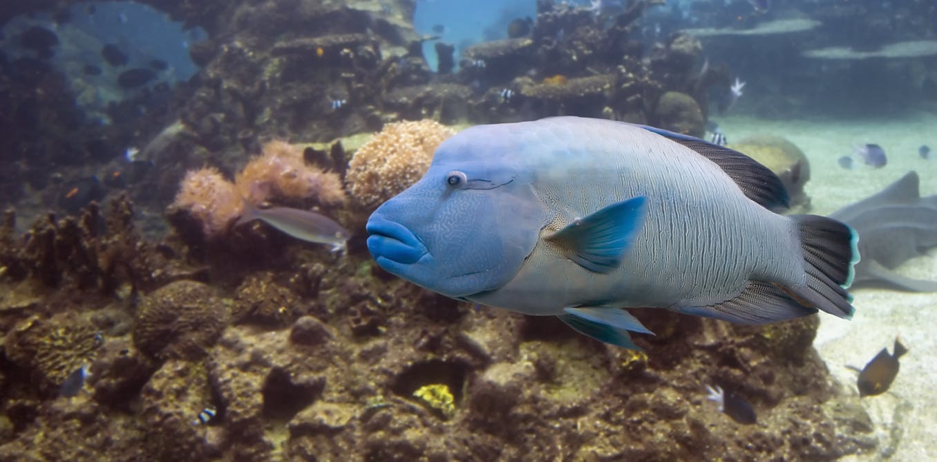 Farmed fish dying, grape harvest weeks early – just some of the effects ...