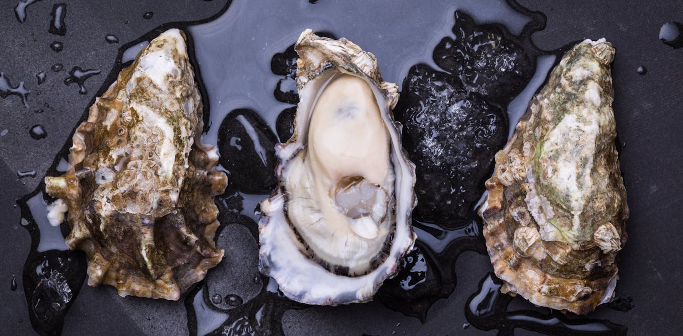 The world's shellfish are under threat as our oceans become more acidic