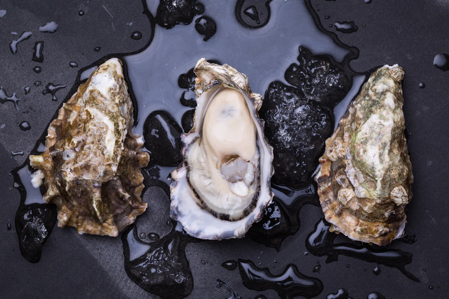 The world’s shellfish are under threat as our oceans become more acidic