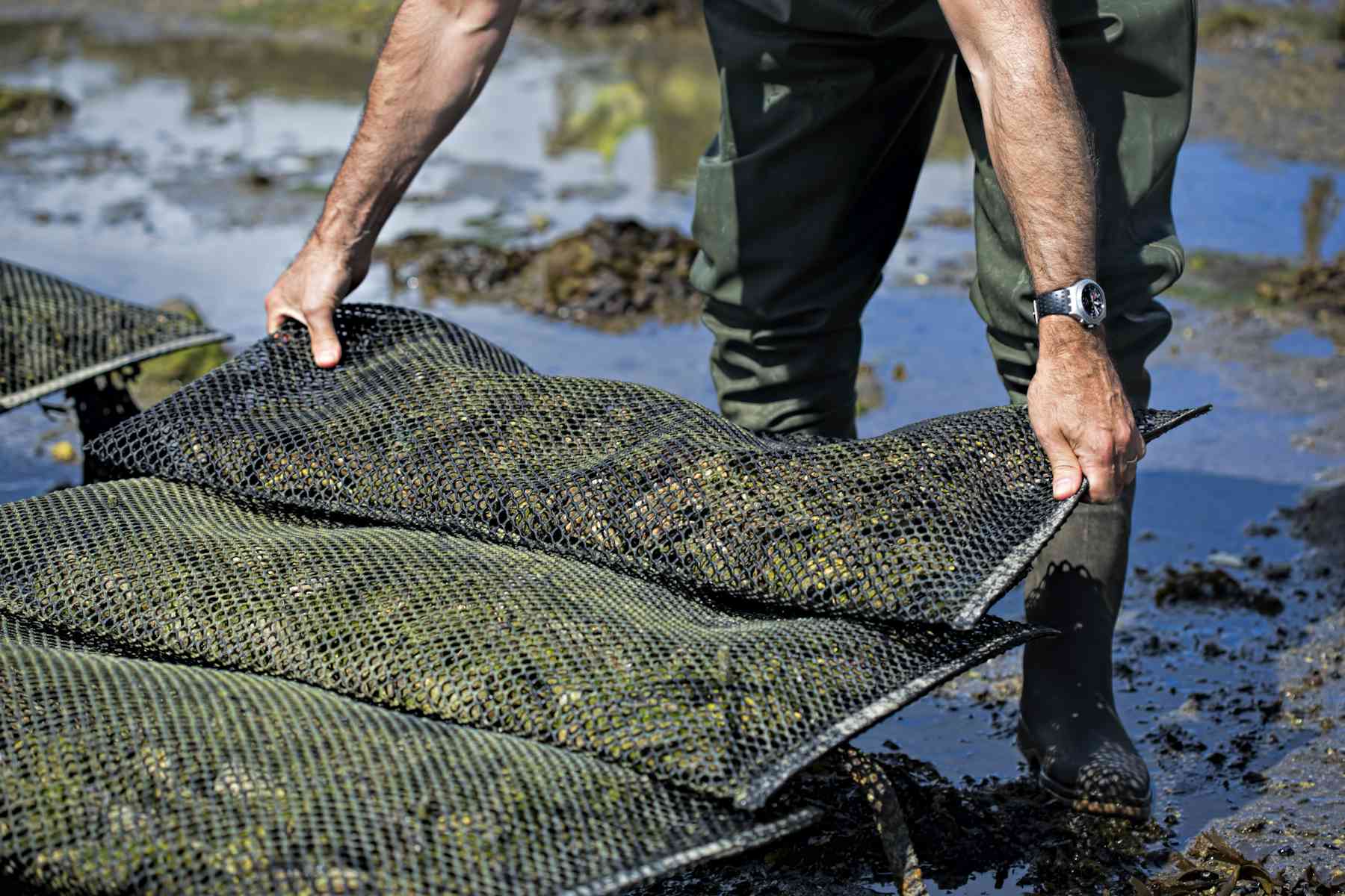 The world's shellfish are under threat as our oceans become more acidic