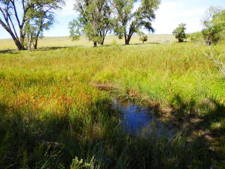 Small streams and wetlands are key parts of river networks – here's why they need protection