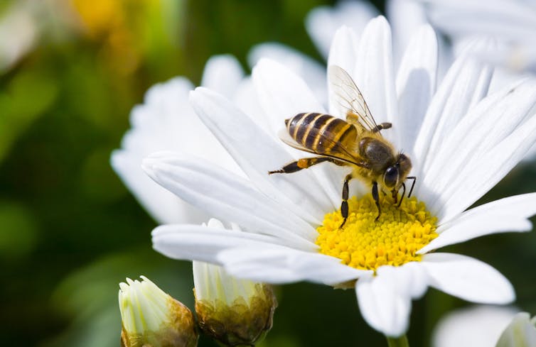 Bees can learn the difference between European and Australian Indigenous art styles in a single afternoon