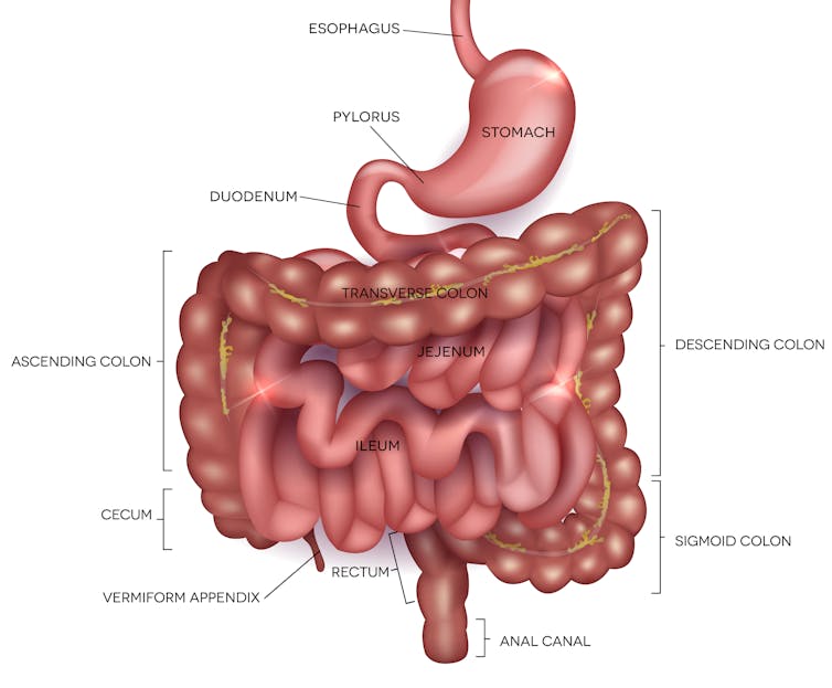 what causes bloating and gassiness?