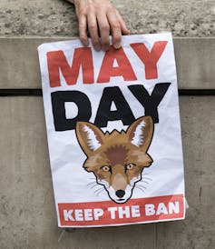 No Wonder Fox Hunting Is Still Prevalent The Ban Is Designed To Fail British Wildlife