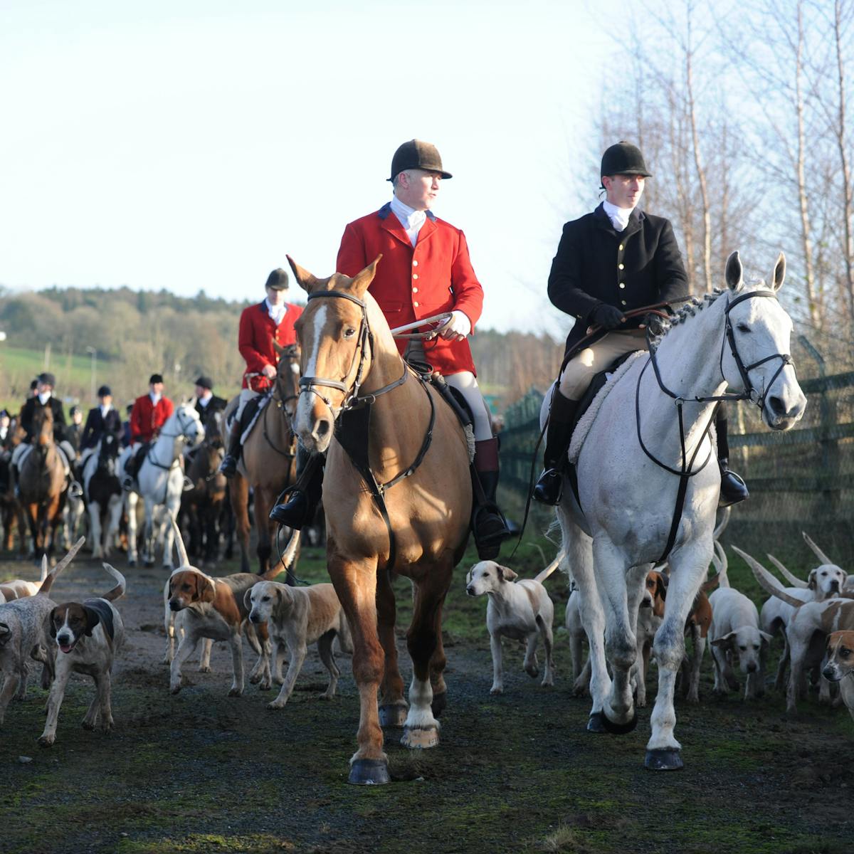 No Wonder Fox Hunting Is Still Prevalent The Ban Is Designed To Fail British Wildlife
