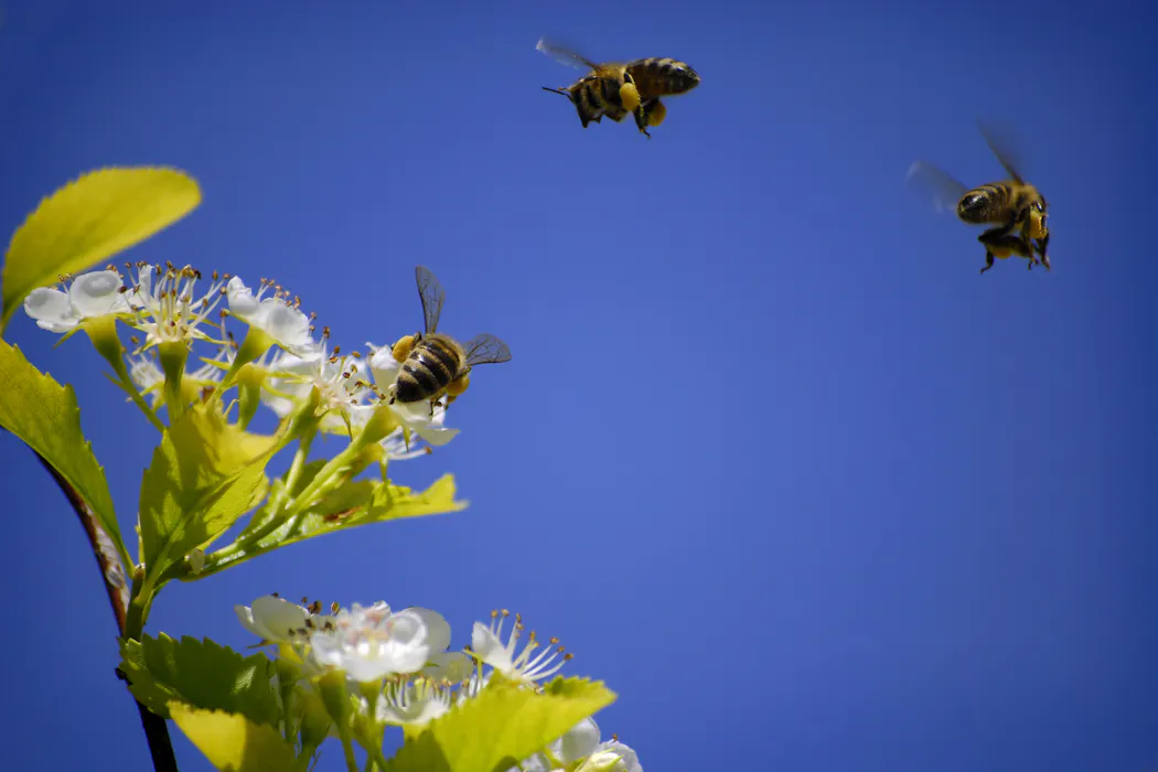 What smart bees can teach humans about collective intelligence