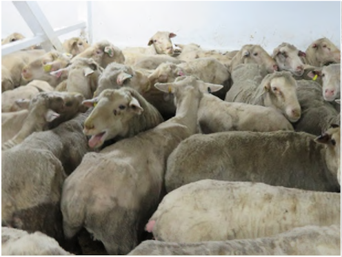 Agriculture Department refuses release of live sheep video as FOI shows heat stress suffering