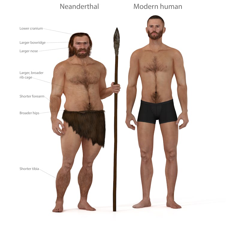neandertel and human
