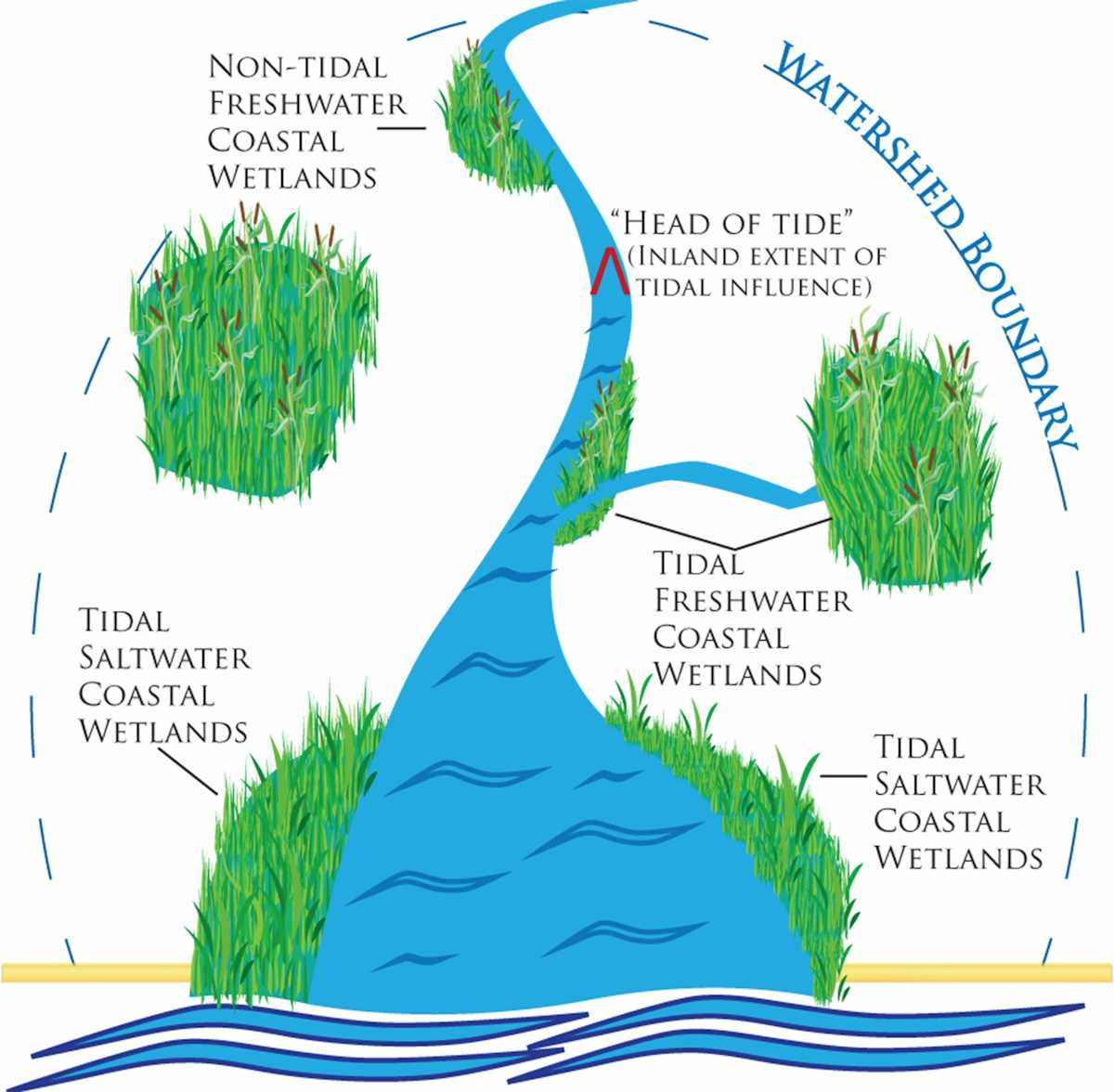 Coastal wetlands can extend well inland, transitioning from saltwater to br...