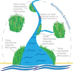 Protecting the world's wetlands: 5 essential reads